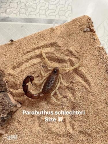 Parabuthus schlechteri 7i